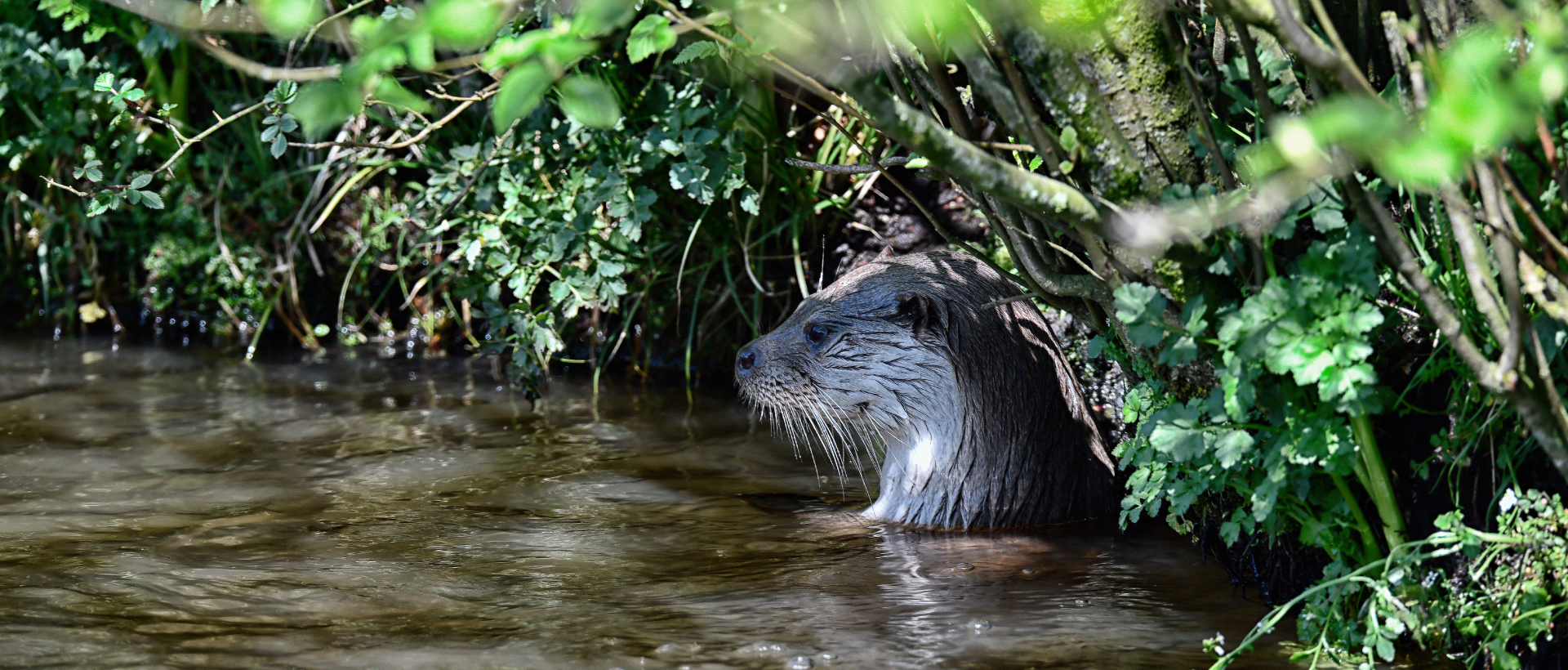 Biodiversity Strategy header image